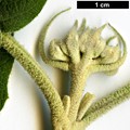 SpeciesSub: subsp. magnificum